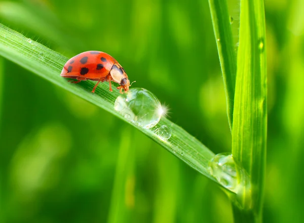 Coccinelle che bevono rugiada fresca del mattino . — Foto Stock