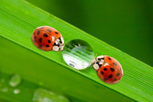 Ladybugs πόσιμο φρέσκο πρωινή δροσιά. — Φωτογραφία Αρχείου