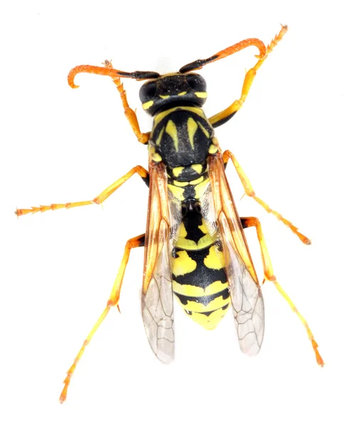 Gros plan d'une veste jaune vivante Wasp — Photo