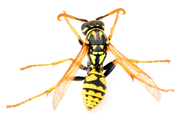 Close-up de uma vespa de jaqueta amarela ao vivo — Fotografia de Stock