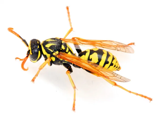 Close-up of a live Yellow Jacket Wasp — Stock Photo, Image