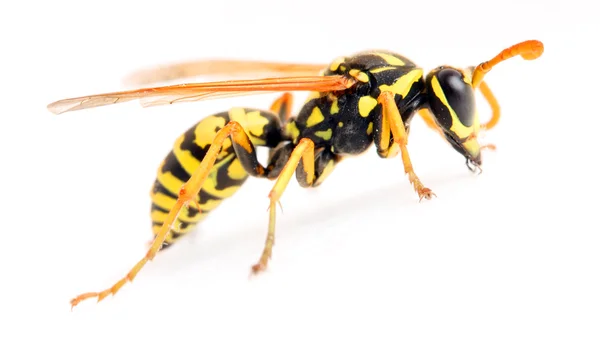 Close-up of a live Yellow Jacket Wasp — Stock Photo, Image