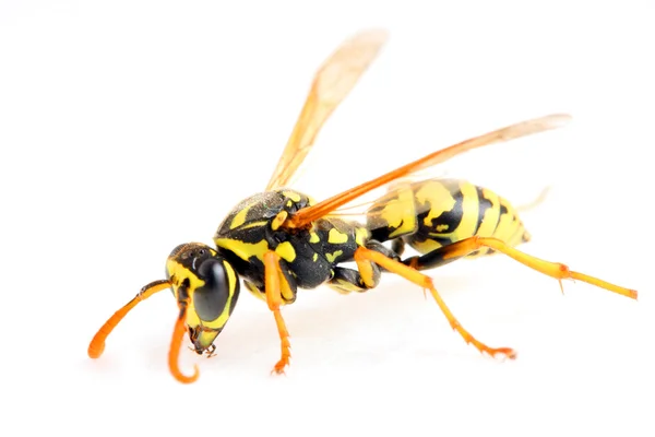 Canlı sarı ceket wasp Close-Up — Stok fotoğraf