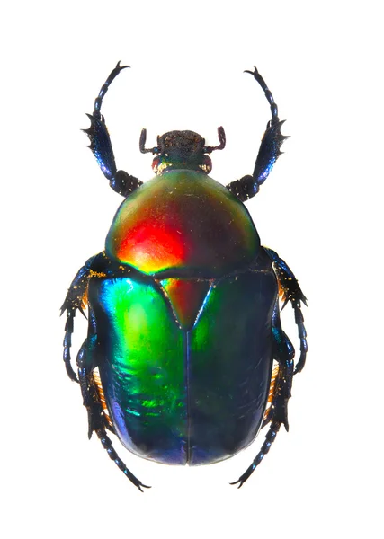 Naneli beetle — Stok fotoğraf