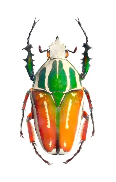 O besouro Golias (Scarabaeidae) estão entre os maiores insetos da terra . — Fotografia de Stock