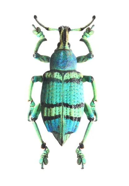 Escarabajo tropical — Foto de Stock