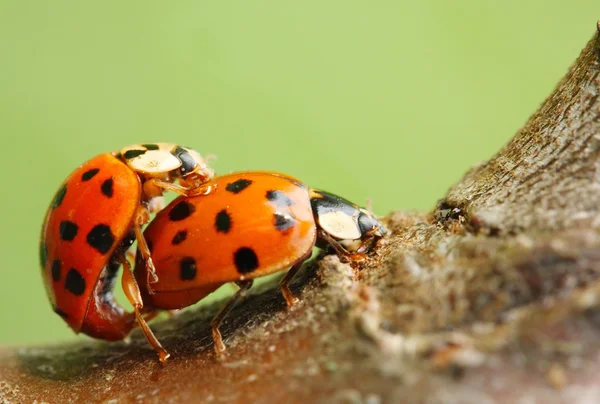 La mariquita de siete manchas — Foto de Stock