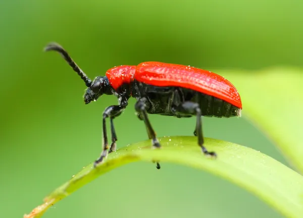 The scarlet lily beetle — Stock Photo, Image