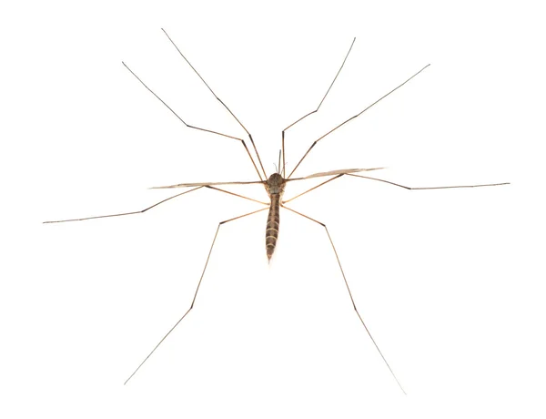 Mosquito — Fotografia de Stock