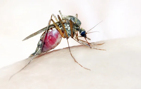 Anopheles mosquito — Stock Photo, Image