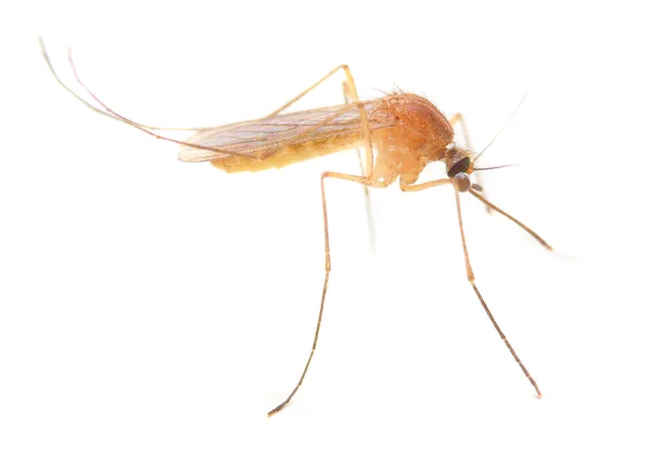 Малярійні комарів — стокове фото