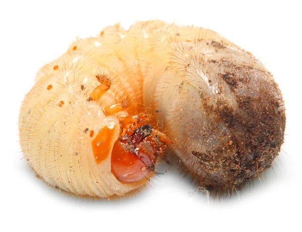 Disgusting fatty worm ( The cockchafer worm ) — Stock Photo, Image