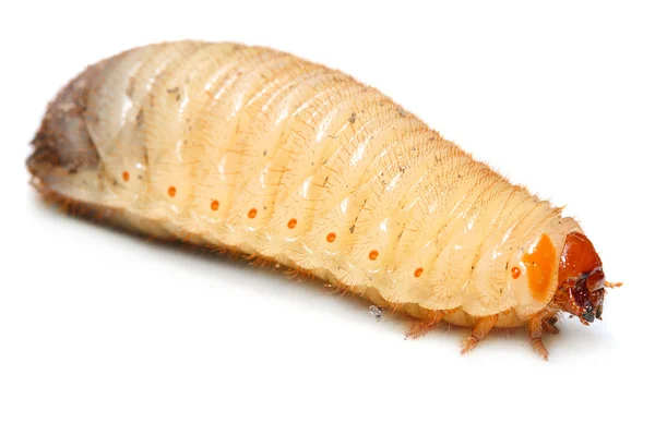 Disgusting fatty worm ( The cockchafer worm ) — Stock Photo, Image