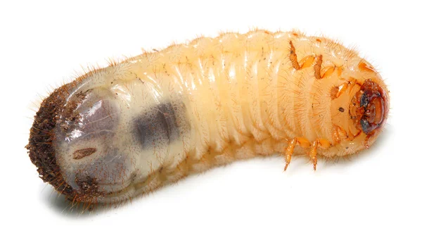 Disgusting fatty worm ( The cockchafer worm ) — Stock Photo, Image