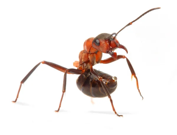 The Red Wood Ant — Stock Photo, Image