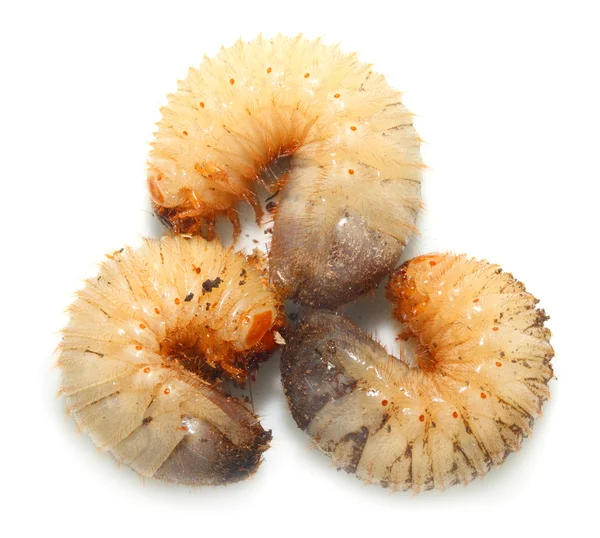 Vermi grassi disgustosi (Il verme cockchafer  ) — Foto Stock