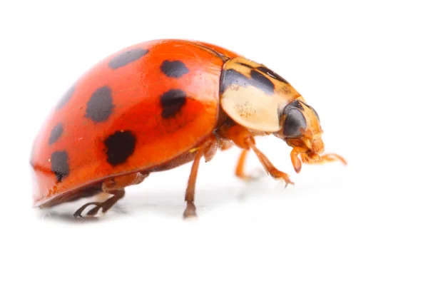 Ladybug — Stock Photo, Image