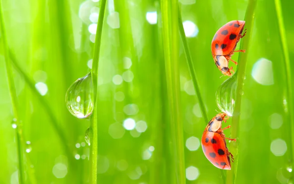 Taze çiğ içme ladybugs. — Stok fotoğraf