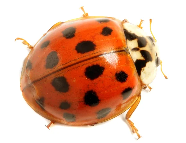 Coccinelle — Photo