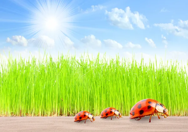 Famiglia di coccinelle sulla strada — Foto Stock