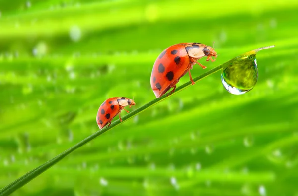 Ladybugs aile — Stok fotoğraf