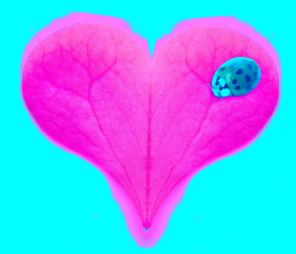Corazón rosa con mariquita — Foto de Stock