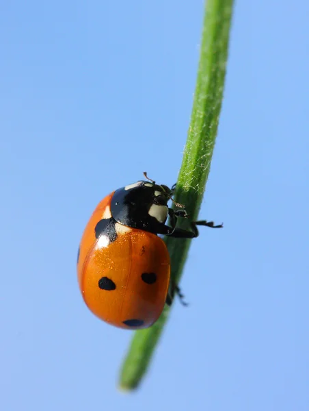 Ladybug on  grass — Stock Photo, Image