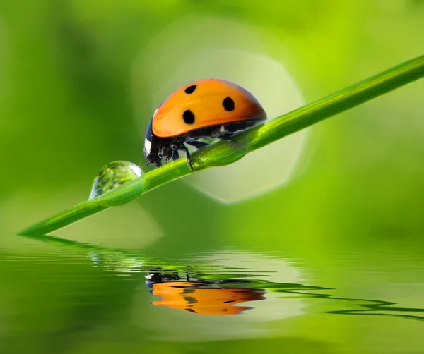 Fresca rugiada del mattino e coccinella — Foto Stock