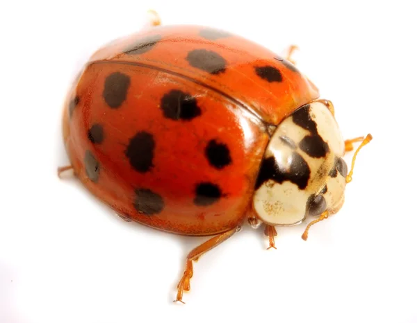 Ladybug — Stock Photo, Image