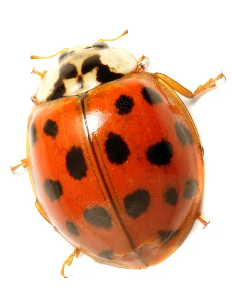 Coccinella — Foto Stock