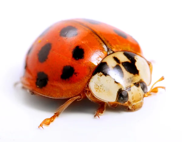 Coccinelle — Photo