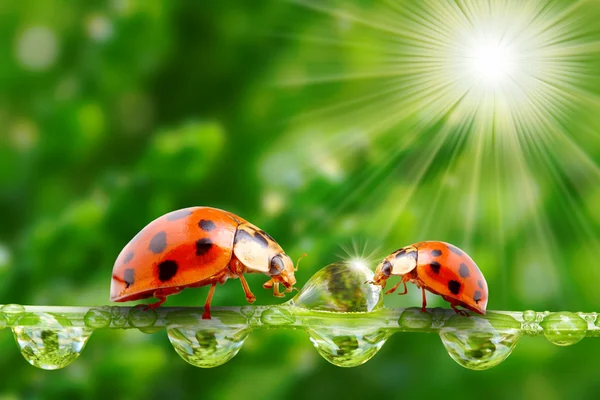 Marienkäferfamilie auf einem taufrischen Gras. — Stockfoto