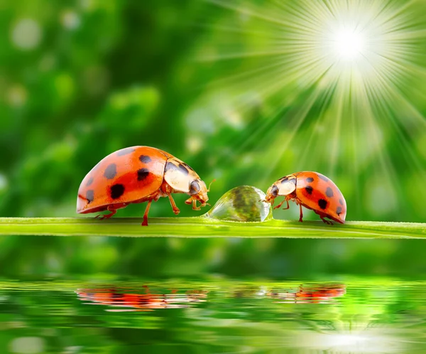Ladybugs οικογένεια σε μια δροσερή χλόη. — Φωτογραφία Αρχείου