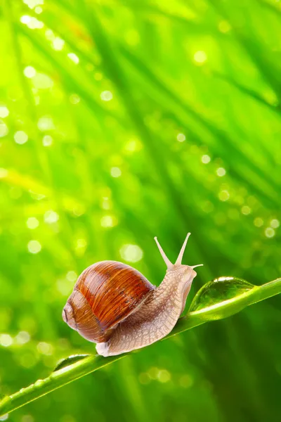 Escargot rapide sur une herbe rosée
. Image En Vente