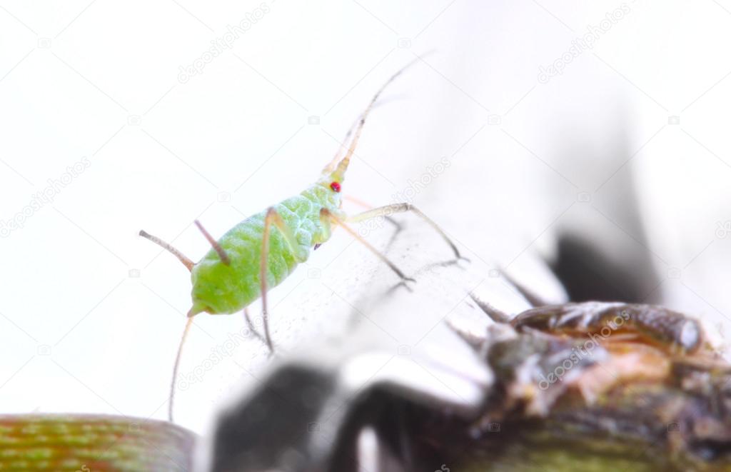 Green aphid