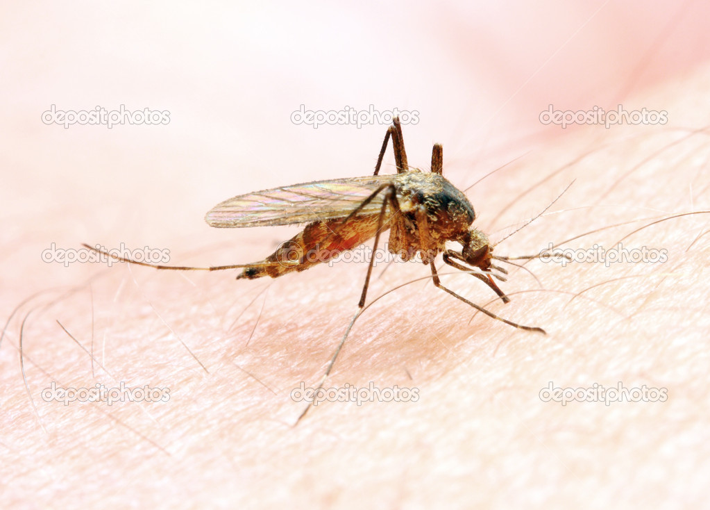 Moustique Anophele Images Libres De Droit Photos De Moustique Anophele Depositphotos