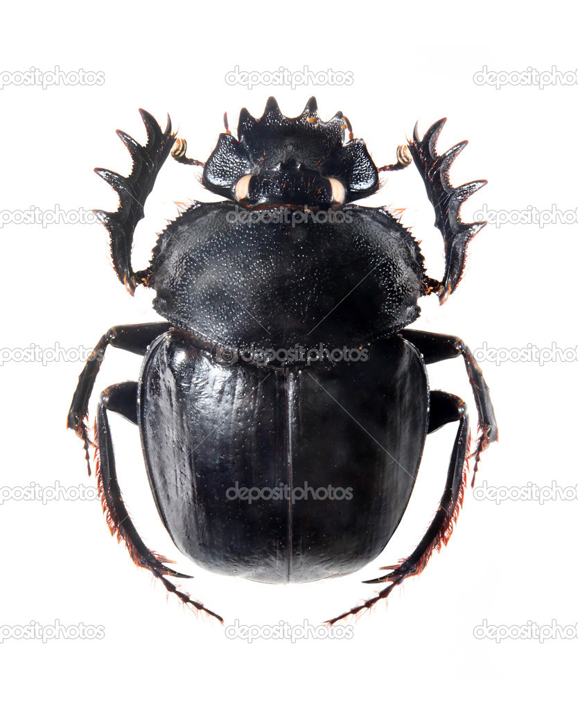 The Scarabaeus - Dung beetle isolated on a white background.
