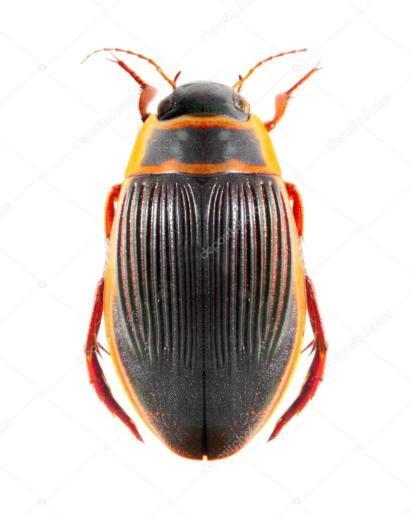 The great diving beetle (Dytiscus marginalis) isolated on a white background.