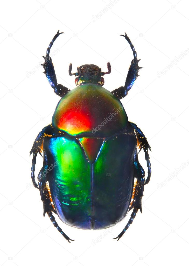 The Mint beetle