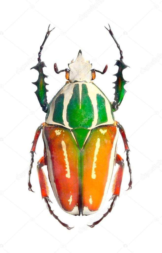 The Goliath beetle (Scarabaeidae) are among the largest insects on the earth.