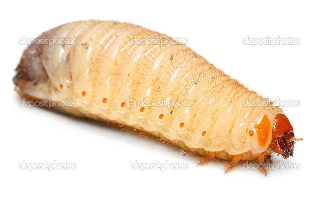 Disgusting fatty worm ( The cockchafer worm ) — Stock Photo