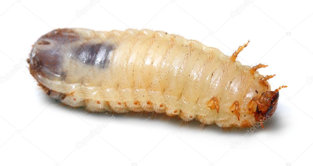 Disgusting fatty worm ( The cockchafer worm )