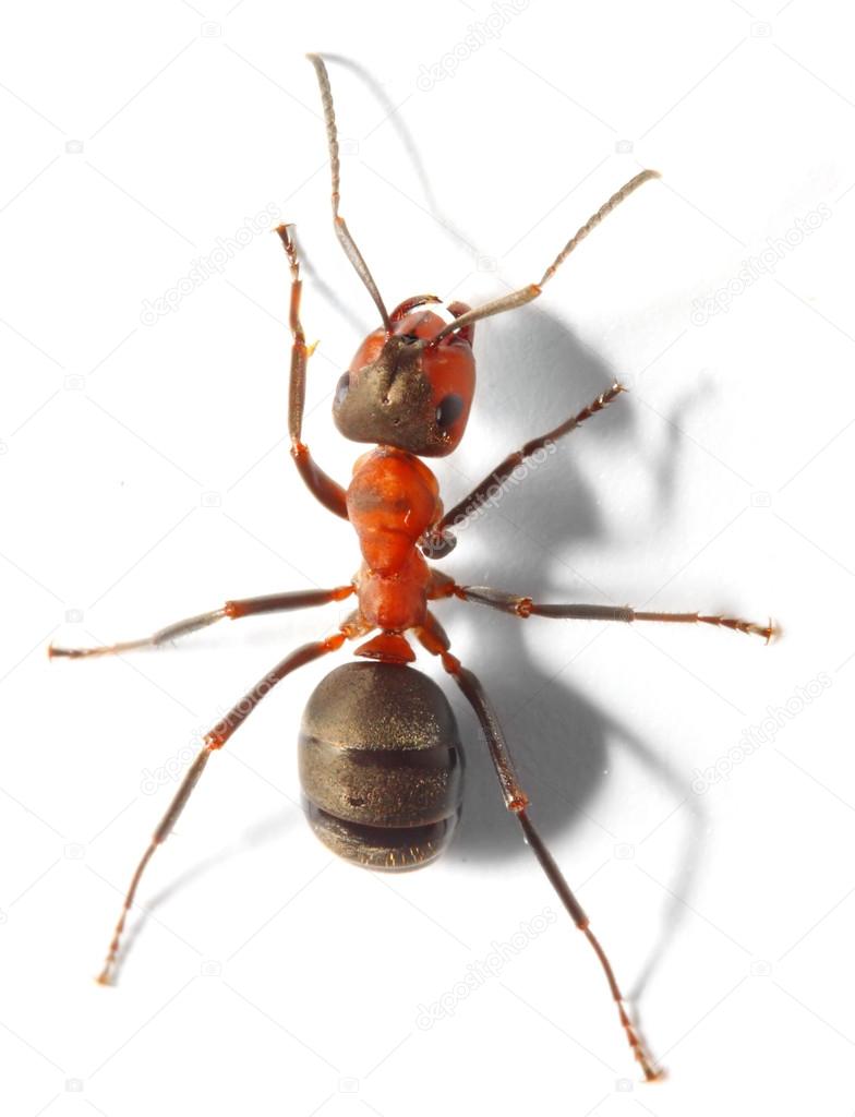 The Red Wood Ant