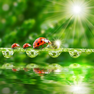 çim köprüde çalışan üç ladybugs