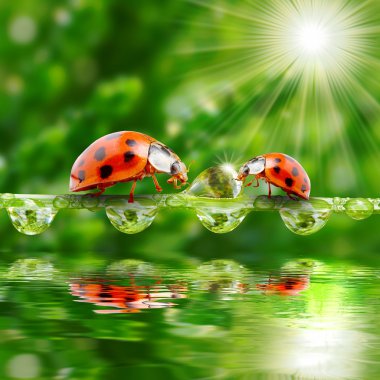 ladybugs aile nemli çimenlerin üzerinde.