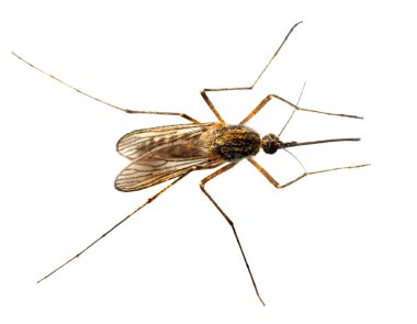Anopheles mosquito clipart