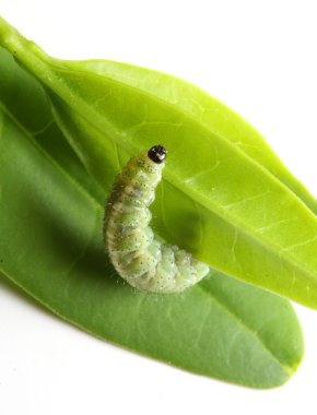 Caterpillar on green leaf clipart