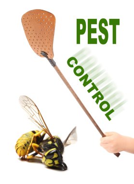 sineklik ve ölü sarı ceket wasp.
