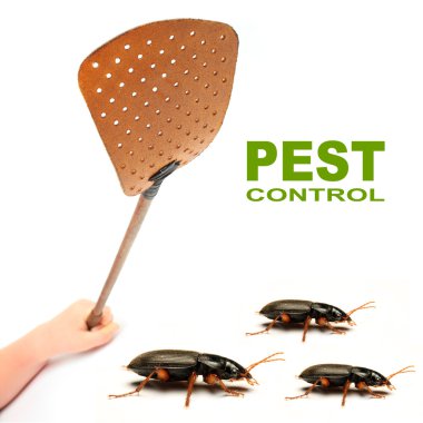 Flyswatter and cockroaches. clipart