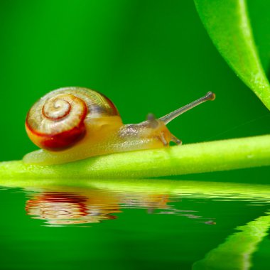 çimenlerin üzerinde yenilebilir salyangoz (helix pomatia).